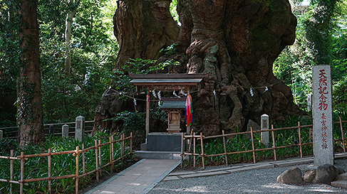 來宮神社 招福の楠木