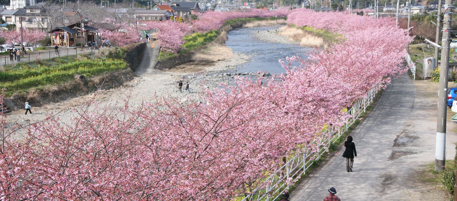川津桜 